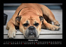 Der Hundekalender Fotokalender 2026 - 10