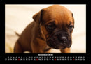 Der Hundekalender Fotokalender 2026 - 12