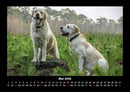 Der Hundekalender Fotokalender 2026 - 5