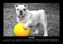 Der Hundekalender Fotokalender 2026 - 7