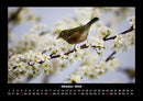Welt der Vögel Fotokalender 2026 - 10