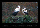 Welt der Vögel Fotokalender 2026 - 11