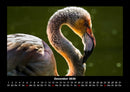 Welt der Vögel Fotokalender 2026 - 12
