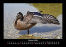 Welt der Vögel Fotokalender 2026 - 2