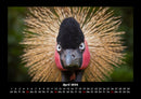Welt der Vögel Fotokalender 2026 - 4