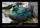 Welt der Vögel Fotokalender 2026 - 7