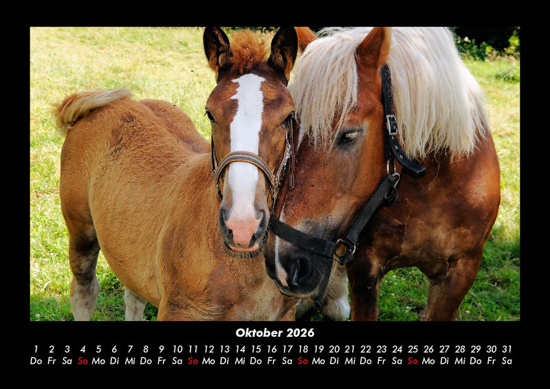 Die Welt der Pferde Fotokalender 2026 - 10