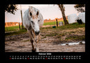 Die Welt der Pferde Fotokalender 2026 - 2