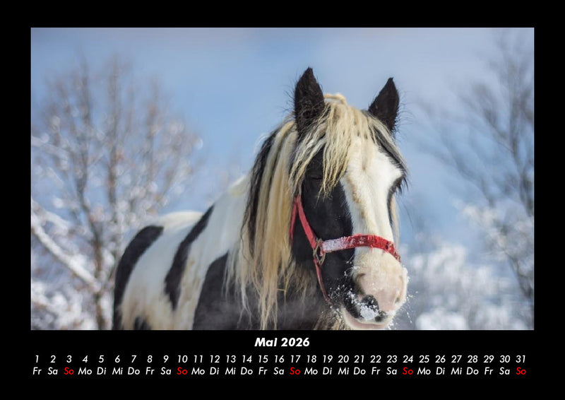 Die Welt der Pferde Fotokalender 2026 - 5