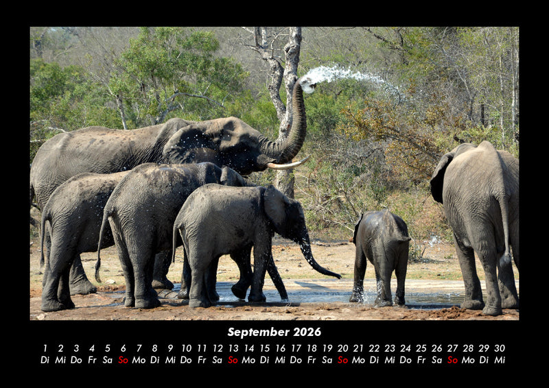 Der Elefantenkalender Fotokalender 2026 - 9