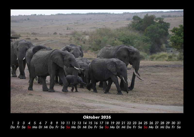 Der Elefantenkalender Fotokalender 2026 - 10