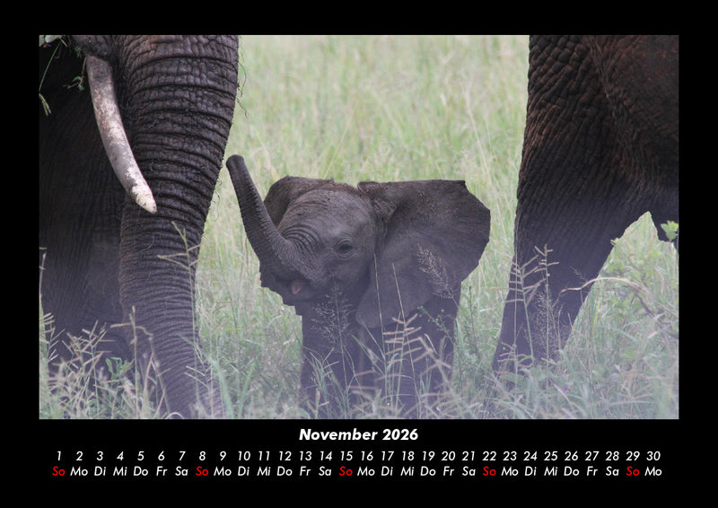 Der Elefantenkalender Fotokalender 2026 - 11