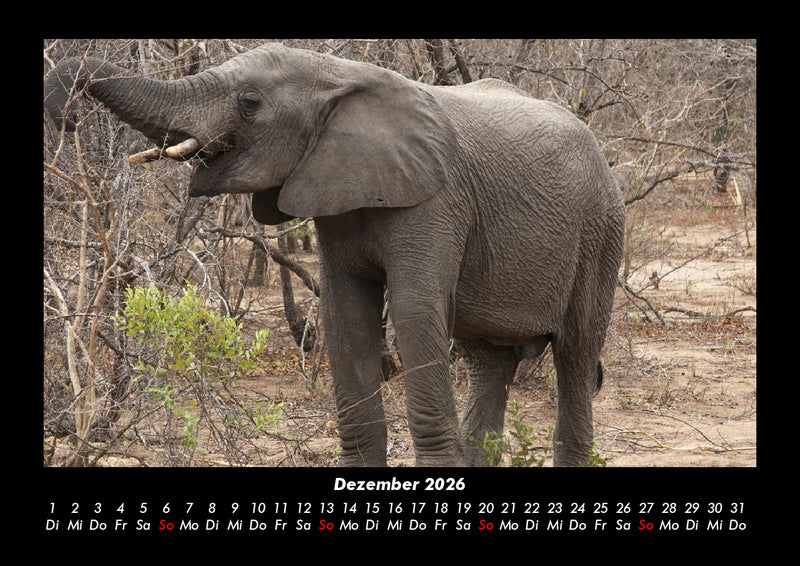 Der Elefantenkalender Fotokalender 2026 - 12