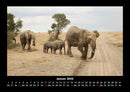 Der Elefantenkalender Fotokalender 2026 - 1