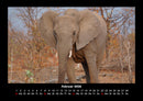 Der Elefantenkalender Fotokalender 2026 - 2