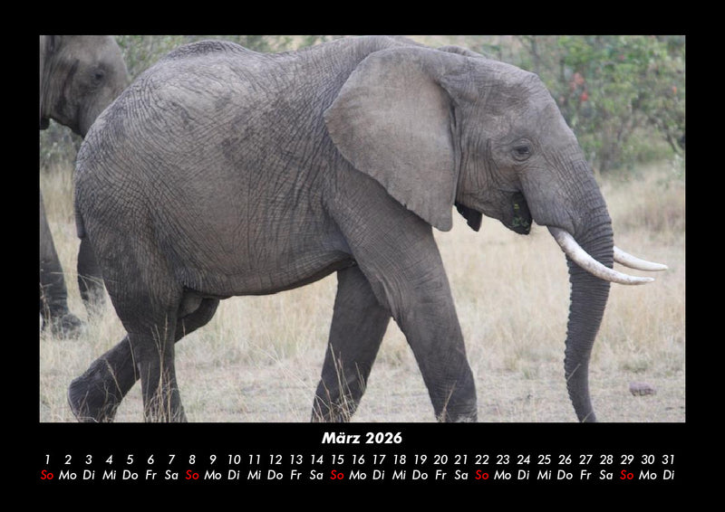 Der Elefantenkalender Fotokalender 2026 - 3
