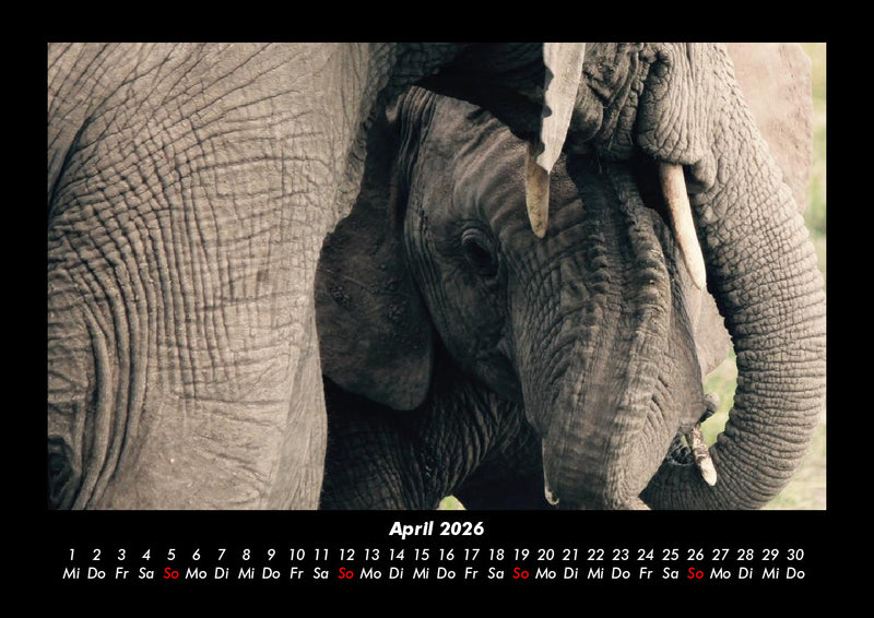 Der Elefantenkalender Fotokalender 2026 - 4