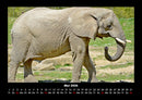 Der Elefantenkalender Fotokalender 2026 - 5