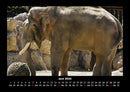 Der Elefantenkalender Fotokalender 2026 - 6