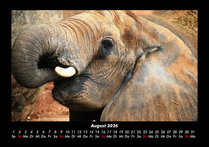 Der Elefantenkalender Fotokalender 2026 - 8