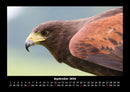 Welt der Vögel Fotokalender 2026 - 9