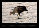 Welt der Vögel Fotokalender 2026 - 12
