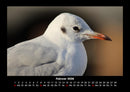 Welt der Vögel Fotokalender 2026 - 2