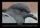 Welt der Vögel Fotokalender 2026 - 3