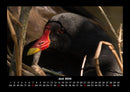 Welt der Vögel Fotokalender 2026 - 6