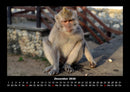 Zoobewohner Fotokalender 2026 - 12