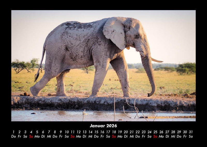 Zoobewohner Fotokalender 2026 - 1