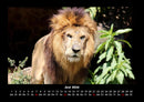 Zoobewohner Fotokalender 2026 - 6