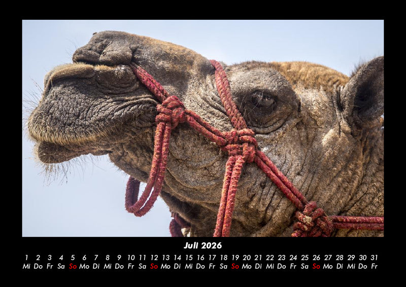 Zoobewohner Fotokalender 2026 - 7