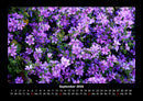 Blumenzauber Fotokalender 2026 - 9