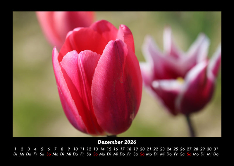 Blumenzauber Fotokalender 2026 - 12