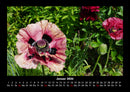 Blumenzauber Fotokalender 2026 - 1