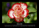 Blumenzauber Fotokalender 2026 - 2