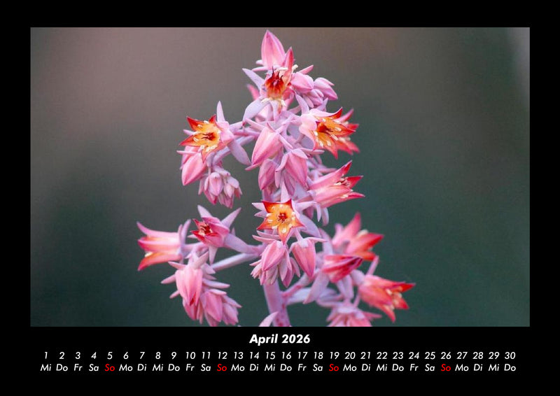 Blumenzauber Fotokalender 2026 - 4