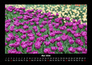 Blumenzauber Fotokalender 2026 - 5