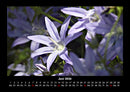 Blumenzauber Fotokalender 2026 - 6