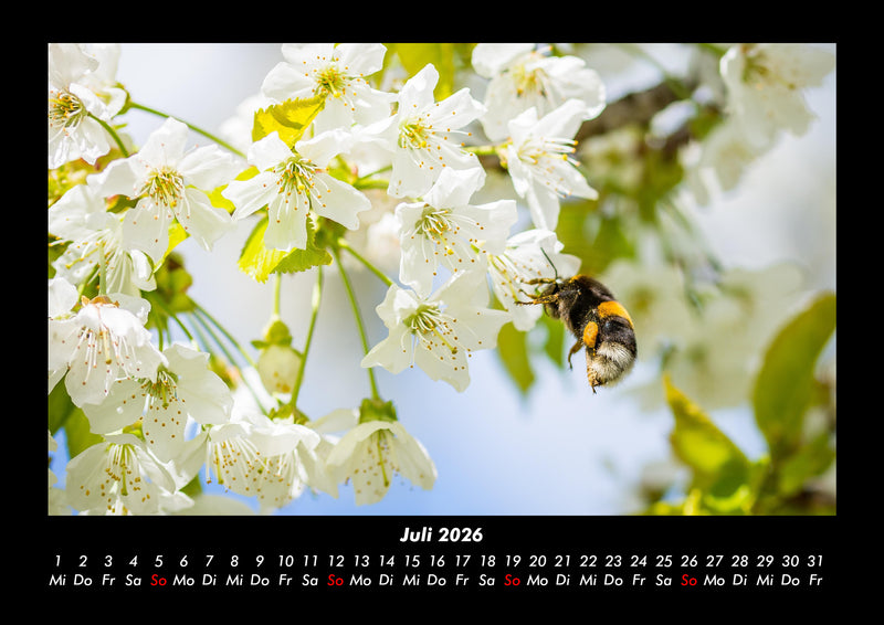 Blumenzauber Fotokalender 2026 - 7