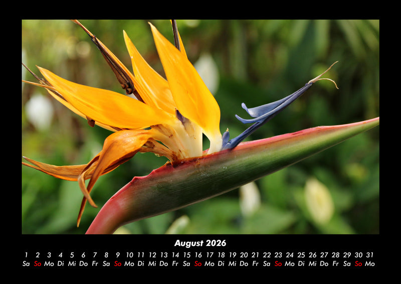 Blumenzauber Fotokalender 2026 - 8