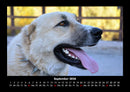 Hundezauber Fotokalender 2026 - 9