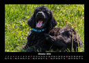 Hundezauber Fotokalender 2026 - 10