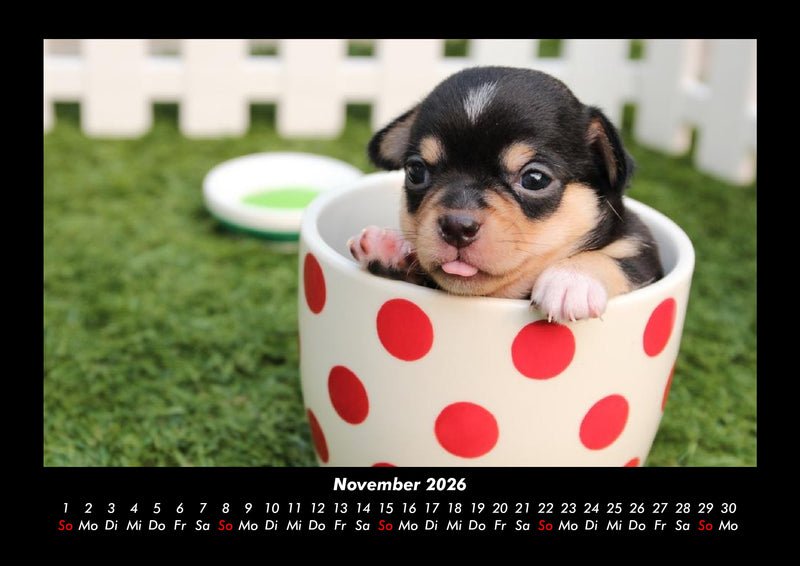 Hundezauber Fotokalender 2026 - 11