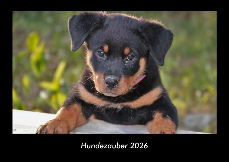 Hundezauber Fotokalender 2026 - Hauptbild