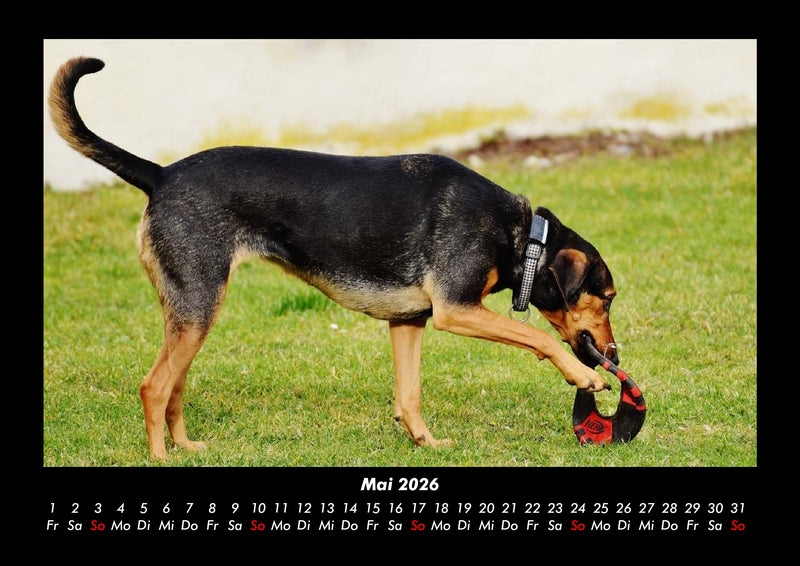 Hundezauber Fotokalender 2026 - 5
