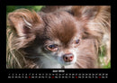 Hundezauber Fotokalender 2026 - 6