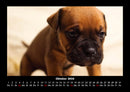 Hundezauber Fotokalender 2026 - 10
