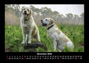 Hundezauber Fotokalender 2026 - 11